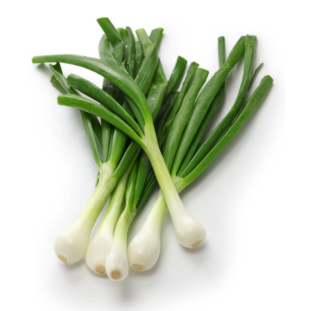 CEBOLLA DE CAMBRAY MACU