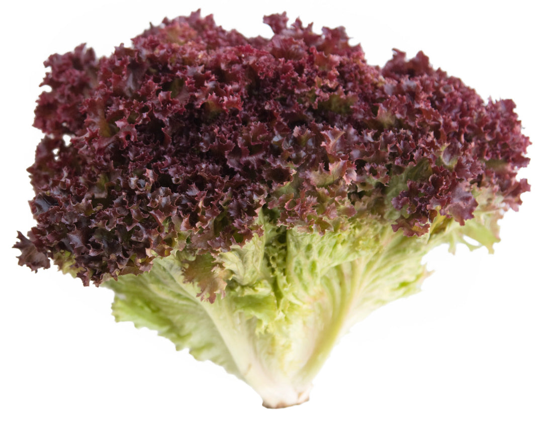 LECHUGA SANGRIAS ROJA