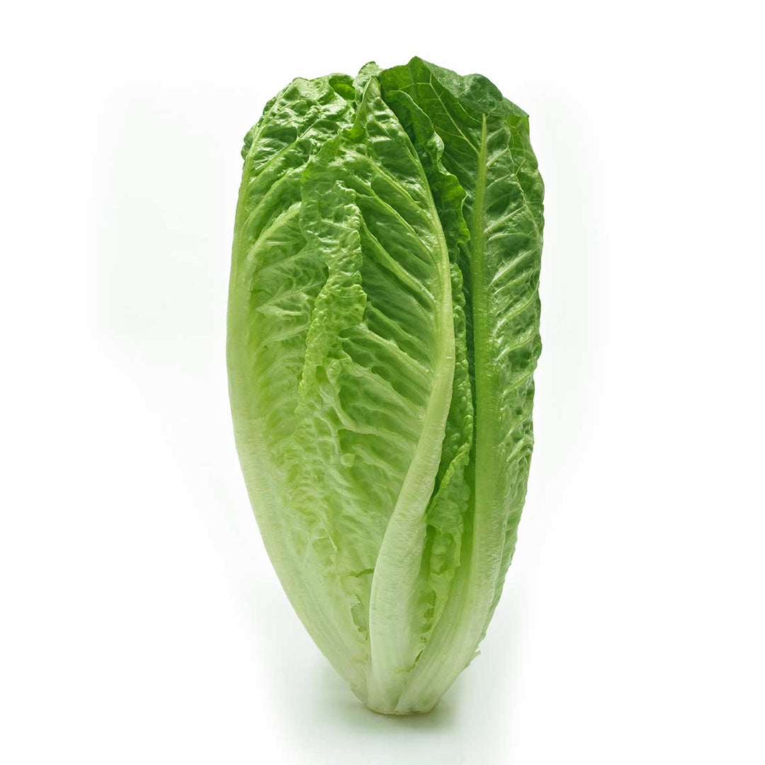 LECHUGA OREJONA