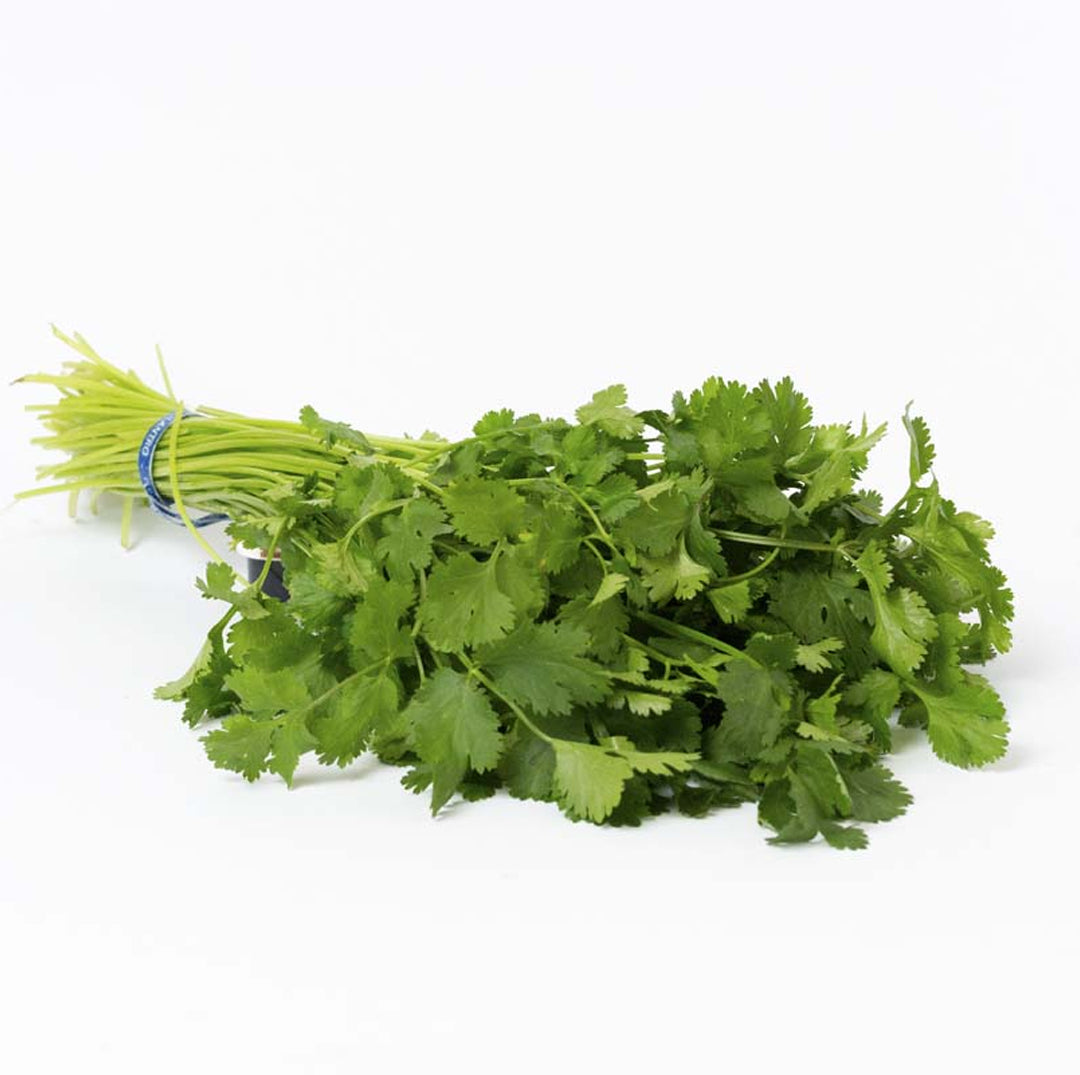 CILANTRO MANOJO