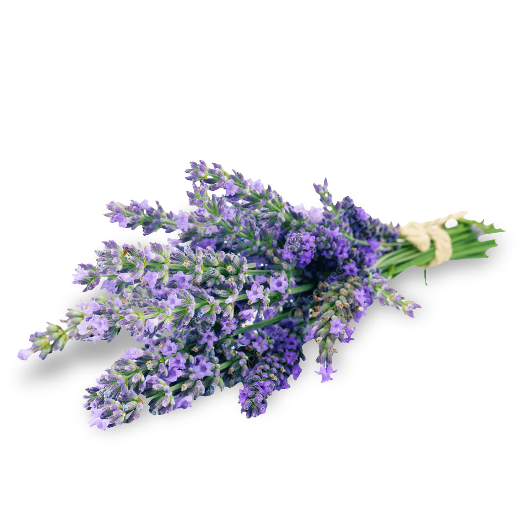MANOJO DE LAVANDA FRESCA