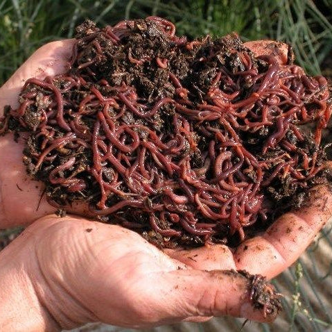 HUMUS DE LOMBRIZ 6 KGS.