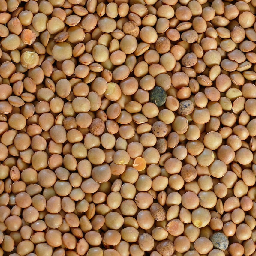 LENTEJAS