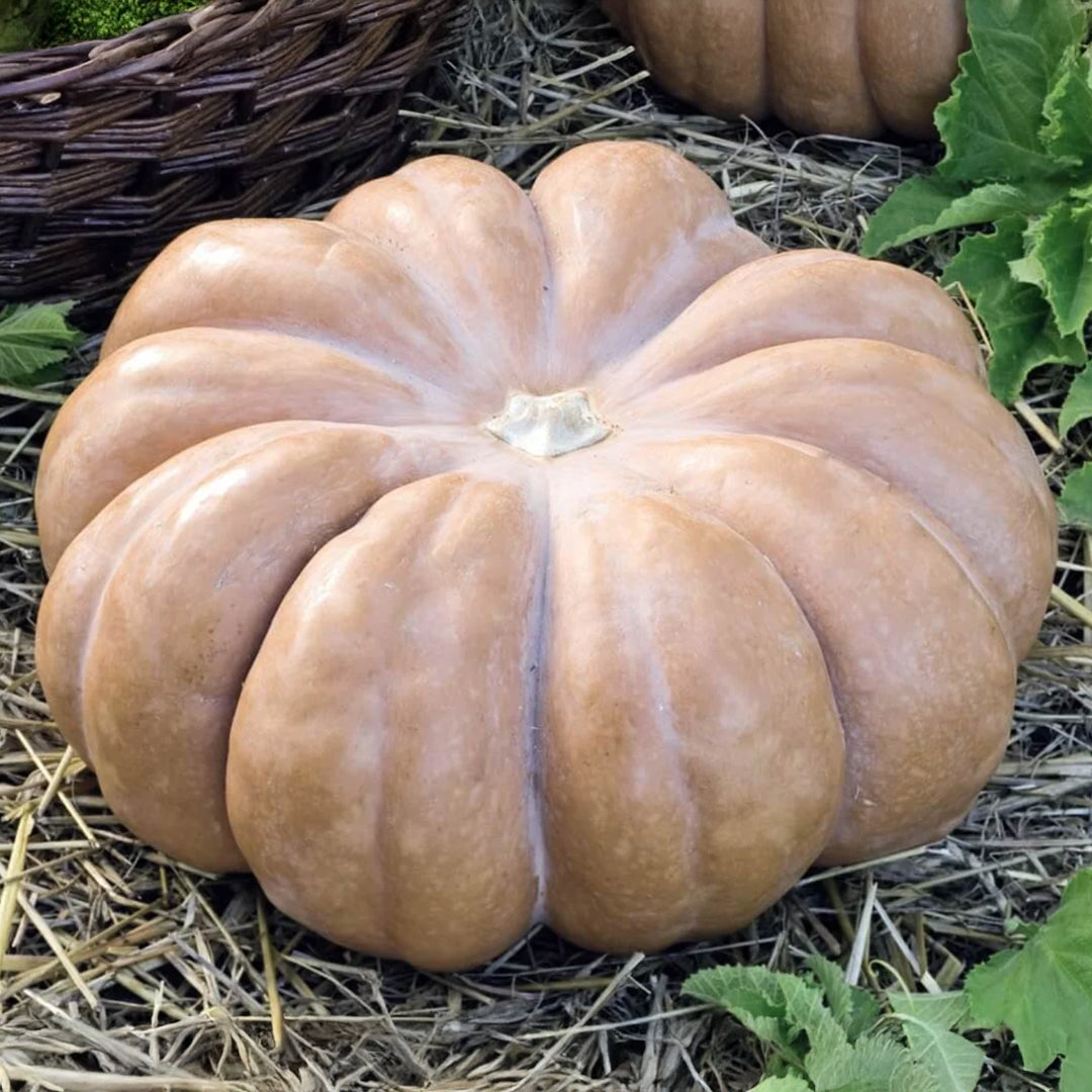 CALABAZA DE CASTILLA