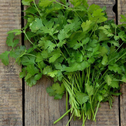 MANOJO CILANTRO MACU