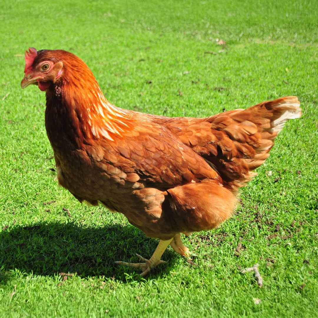 GALLINAS RODHE ISLAND EN PIE