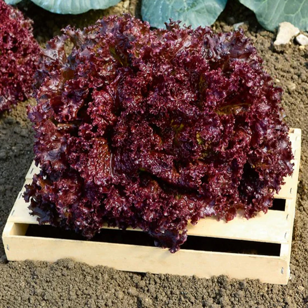 LECHUGA SANGRIAS ROJA