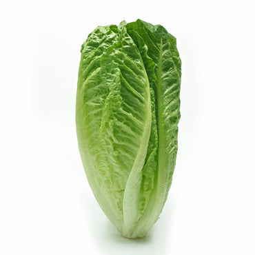 LECHUGA OREJONA