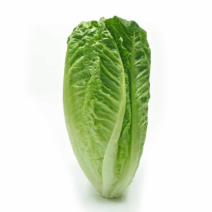 LECHUGA OREJONA