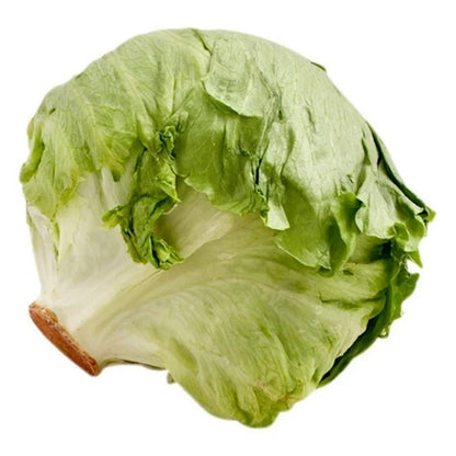 LECHUGA ROMANA