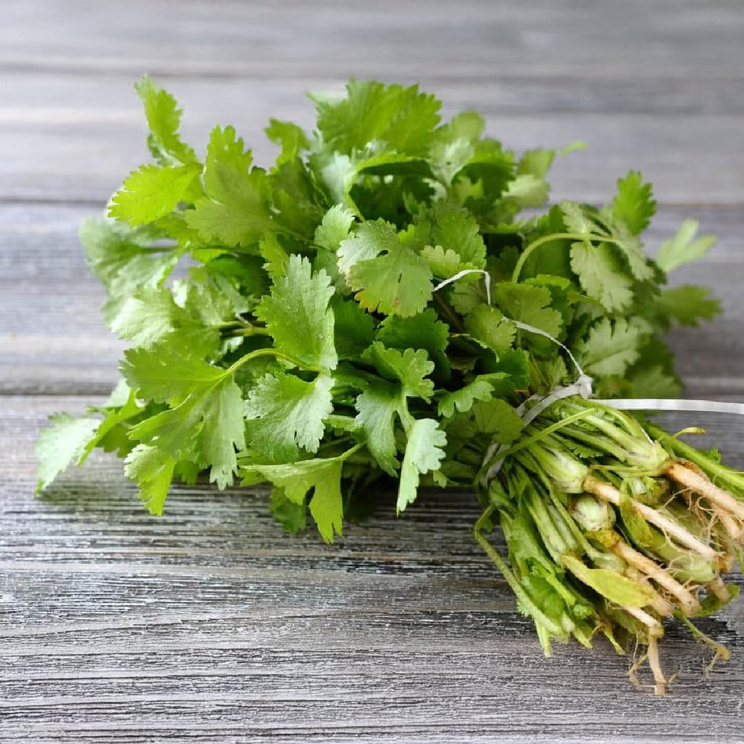 CILANTRO MANOJO