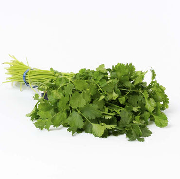 CILANTRO MANOJO