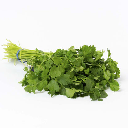 CILANTRO MANOJO