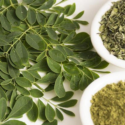 MORINGA EN HOJA